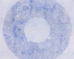 CD 2